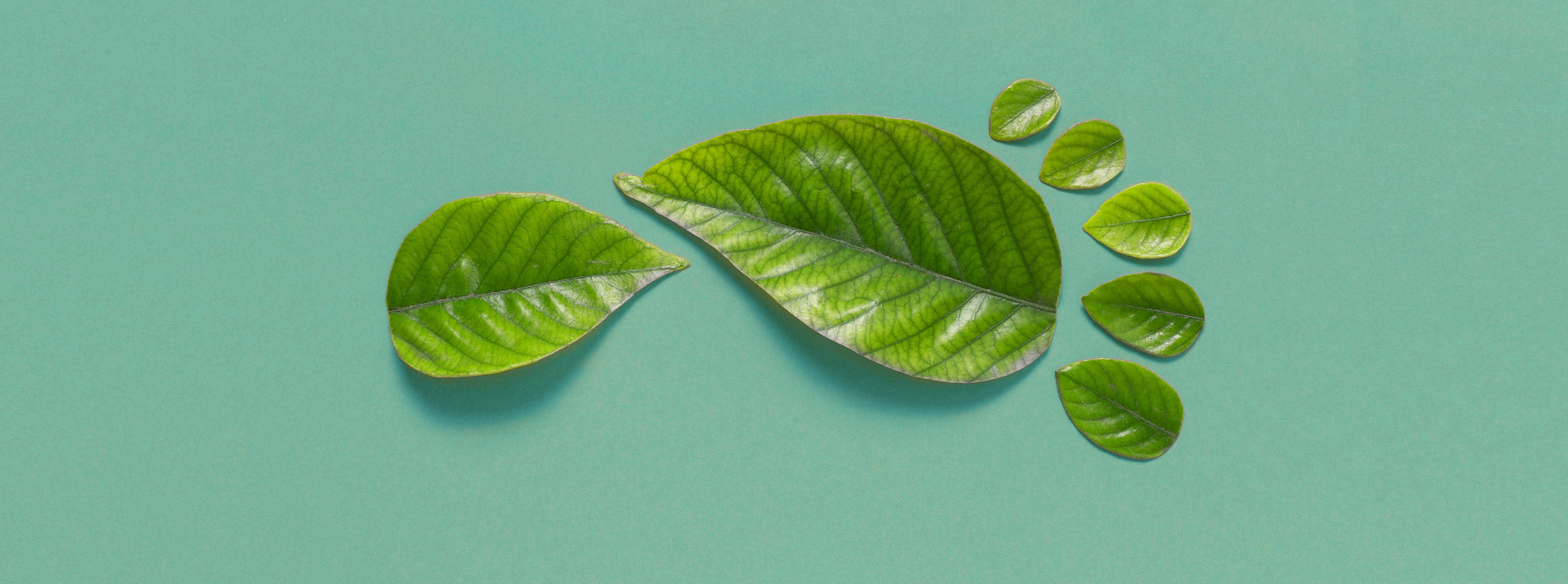 Nous marchons vers l'écoresponsabilité